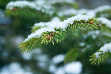 Close up of spruce branch