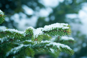 Close up of spruce branch