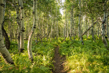 Trail Through Aspen Forest