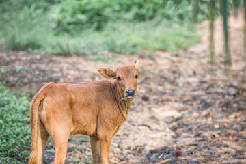 The background of the brown calf, farmed animals, or cow's milk production, is growing and expanding