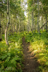 Trail Through Aspen Forest