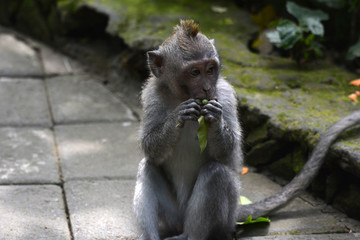 Long-tailed Macaque