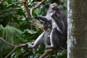 Baby and Mother Long-tailed Macaque