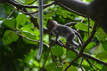 BabyLong-tailed Macaque