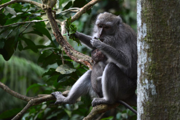 Naklejka na ściany i meble Baby and Mother Long-tailed Macaque