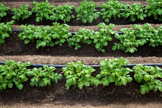 Rows of young potatoes plants and drip irrigation in the garden - selective focus, copy space
