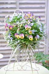 ビオラのハンギングバスケット