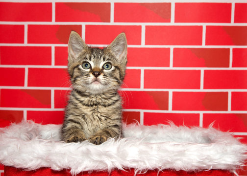 Portrait of an adorable tuxedo tabby kitten sitting in a white fur lined red basket, paws on the side, looking up at viewer. Bright red brick background. Festive Christmas theme.