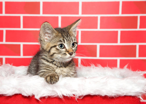Portrait of an adorable brown and tan striped tabby kitten sitting in a white fur lined red basket, paw on side looking to viewers right. Bright red brick background. Festive Christmas theme.