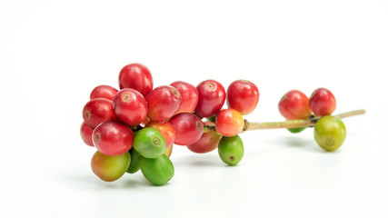 Fresh arabica coffee beans on a white background.