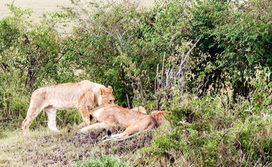 Lioness in the jungle of Kenya on a cloudy day
