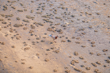 The background of a species of bird found at the seashore, mangrove, is an animal that lives in the marine ecosystem and the balance of nature.