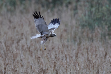Western marsh harrier (Circus aeruginosus)