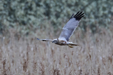 Western marsh harrier (Circus aeruginosus)