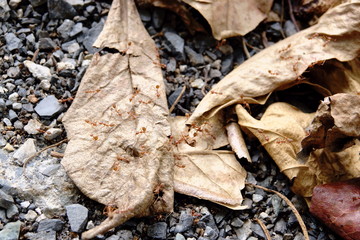 Red ant on dry leaf .