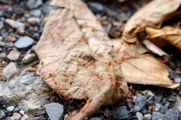 Red ant on dry leaf .