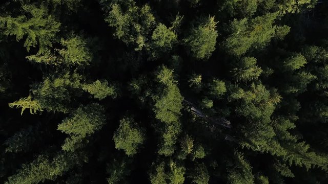 Abstract Nature Background Flying Overhead Thick Forest Trees