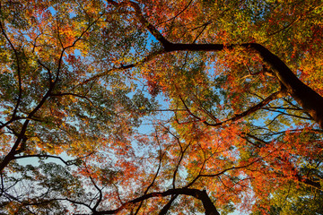 夕日に照らされる紅葉