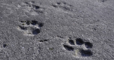 footprints on concrete