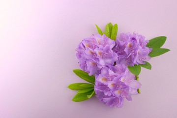 Fototapeta na wymiar Rhododendron flower. Postcard with rhododendron. Purple flowers of rhododendron on a gentle pastel lilac background.top view, copy space.Valentine's Day. Mothers Day. March 8