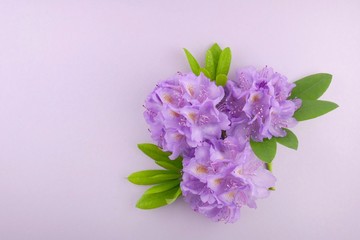 Rhododendron flower. Postcard with rhododendron. Purple flowers of rhododendron  on a gentle  lilac background.top view, copy space.Valentine's Day. Mothers Day. March 8
