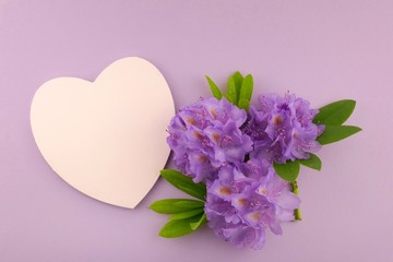 Rhododendron flower. Postcard with rhododendron. Purple flowers of rhododendron and  pink heart on a gentle pastel lilac background.top view, copy space.Valentine's Day. Mothers Day. March 8