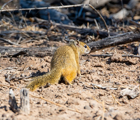 African Tree Squirrel