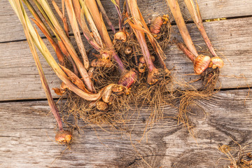 Gladiolus bulbs   after the end of the growing season