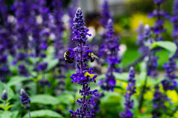 Two Bees, One Flower