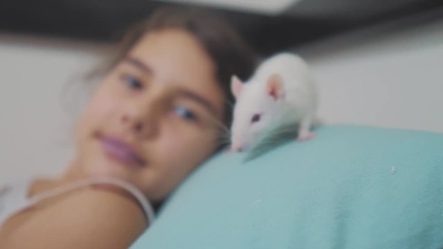 little girl is lifestyle played on a bed with a white homemade handmade rat mouse. funny video rat crawling over a little girl. girl and white mouse lab rat pet concept
