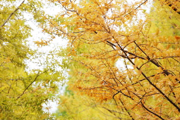 六甲山の美しい紅葉