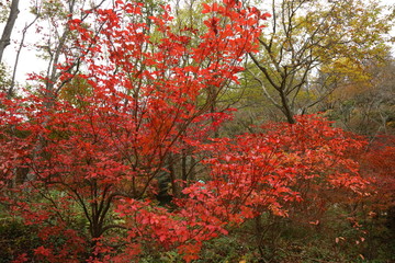 六甲山の美しい紅葉