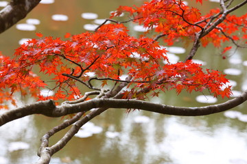 六甲山の美しい紅葉