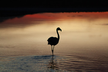Silhouette of Andean flamingo (Phoenicoparrus andinus) in the sunset at Reserva de los Flamencos, Chile, South America