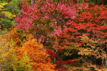 六甲山の美しい紅葉