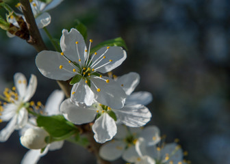 Branch with white blossom at spring sunny day, macro flower, valentine compliment, japan style