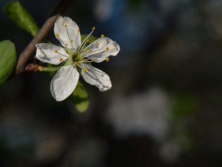 White blossom macro at spring sunny day, flower closeup, valentine compliment