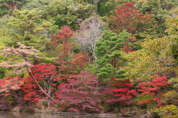 六甲山の美しい紅葉