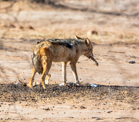 Black-backed Jackal With Kill