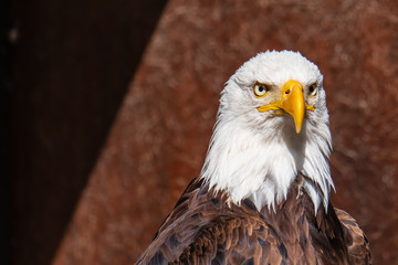 Obraz premium Greifvogel