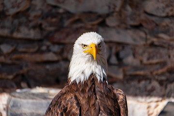 Greifvogel