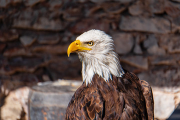 Obraz premium Greifvogel