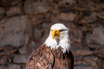 Greifvogel