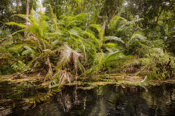 Water stream at forest with  rotten wood underneath