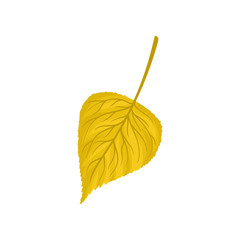 Yellow autumn birch leaf vector Illustration on a white background