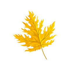 Bright yellow autumn maple leaf vector Illustration on a white background