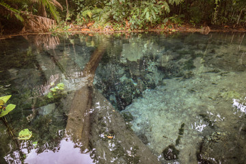 Water stream at forest with  rotten wood underneath