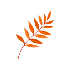 Bright autumn rowan leaf vector Illustration on a white background