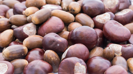 Kastanien und Eichel