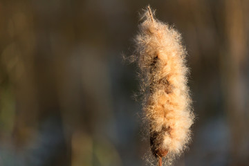 Detail of dry Typha latifolia